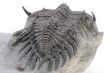 2.2" Spiny Delocare (Saharops) Trilobite - Bou Lachrhal, Morocco - #199004-3